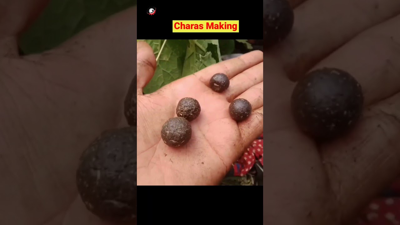 Charas Making In Factory |Charas Manufacturing Process | Charas Kaise Banta Hai #charas