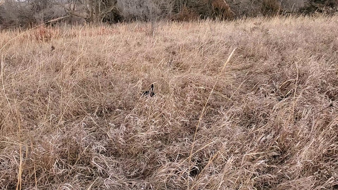 Charlene  13 week old Jagdterrier , birds and guns