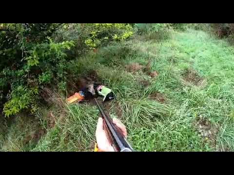 chasse sanglier jagdterrier 🐗contact