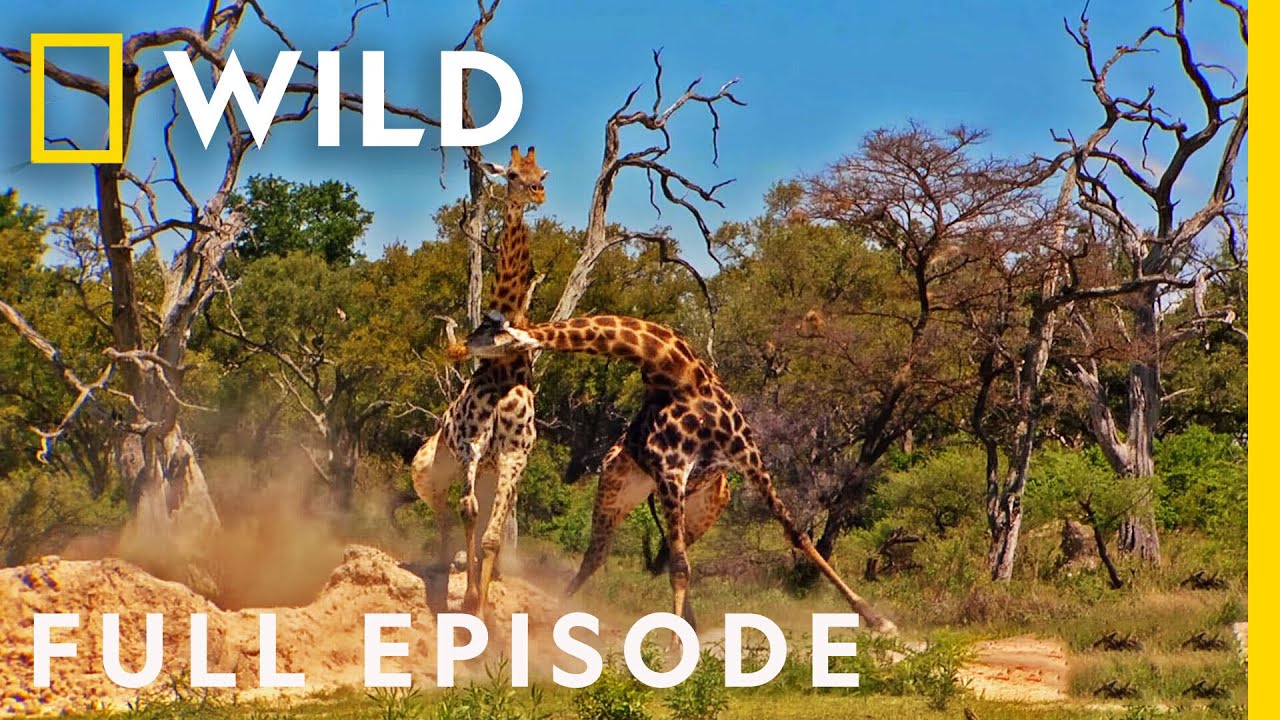 Cheating Death (Full Episode) | Animal Fight Night
