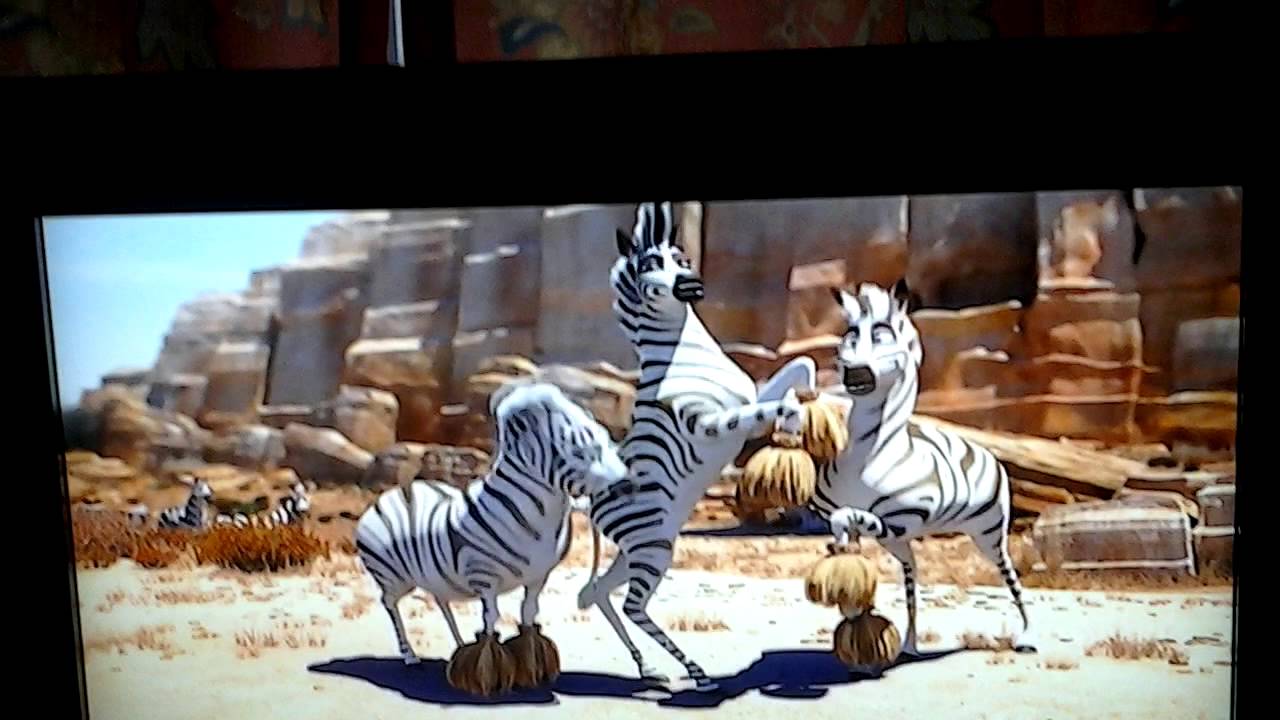 Cheerleading zebras shaking butts