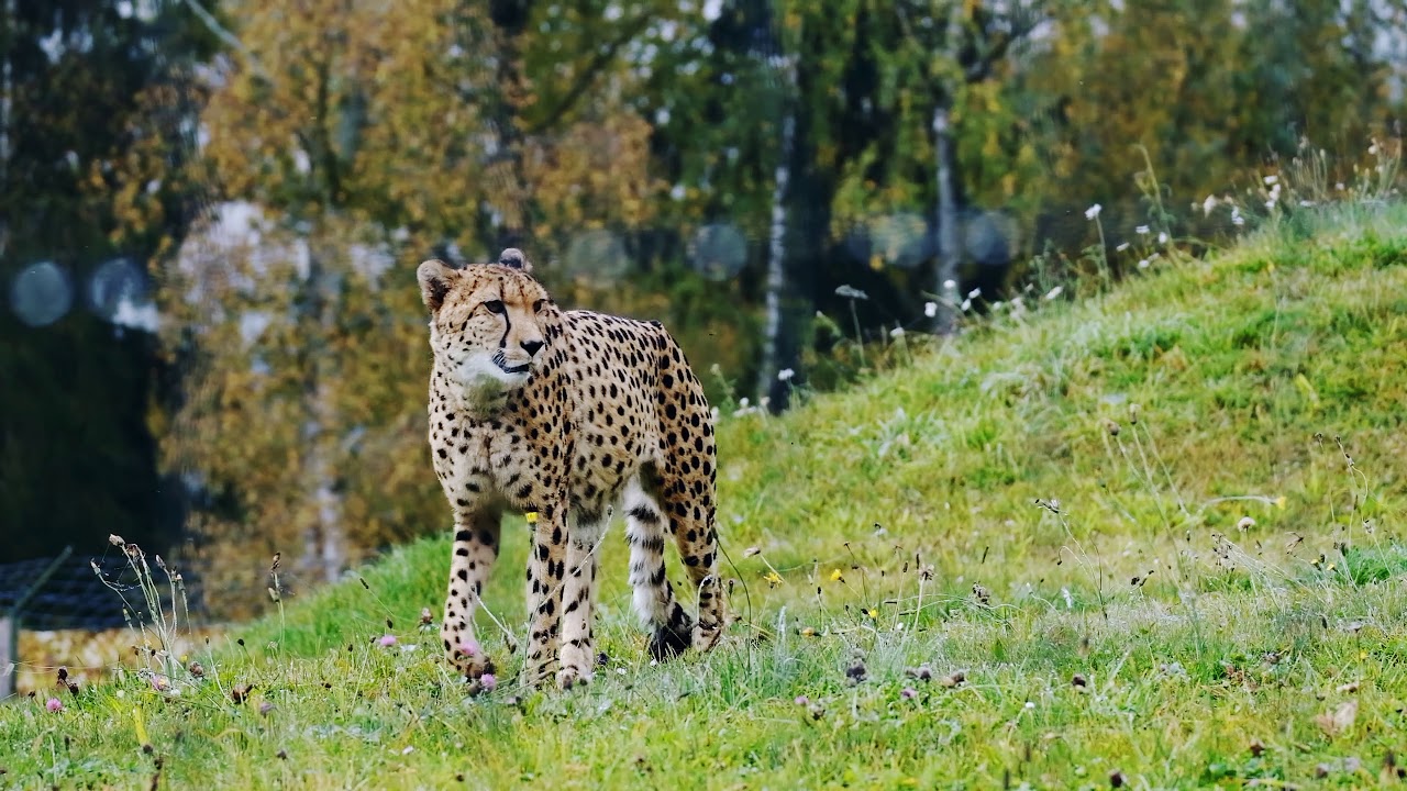 Cheetah (Free 4k Stock Video)