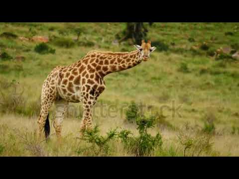 Cheetah Running Stock Footage Video 100% Royalty