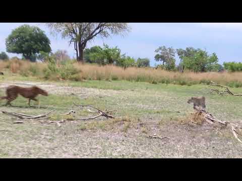 Cheetah Vs Leopard