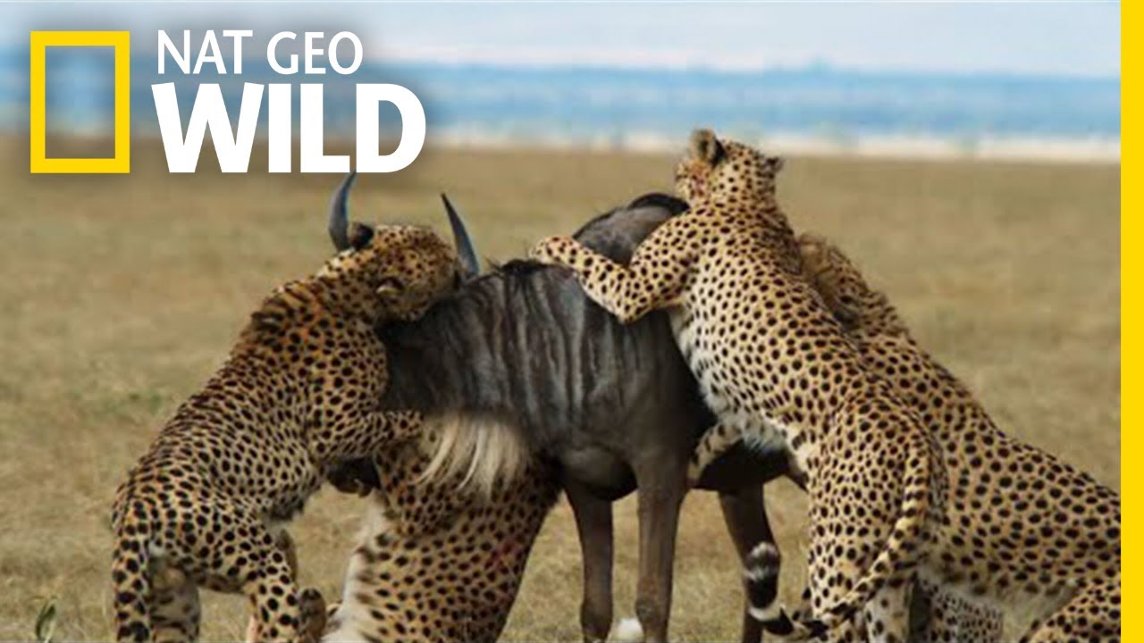 Cheetahs Takedown a Wildebeest | The Way of the Cheetah