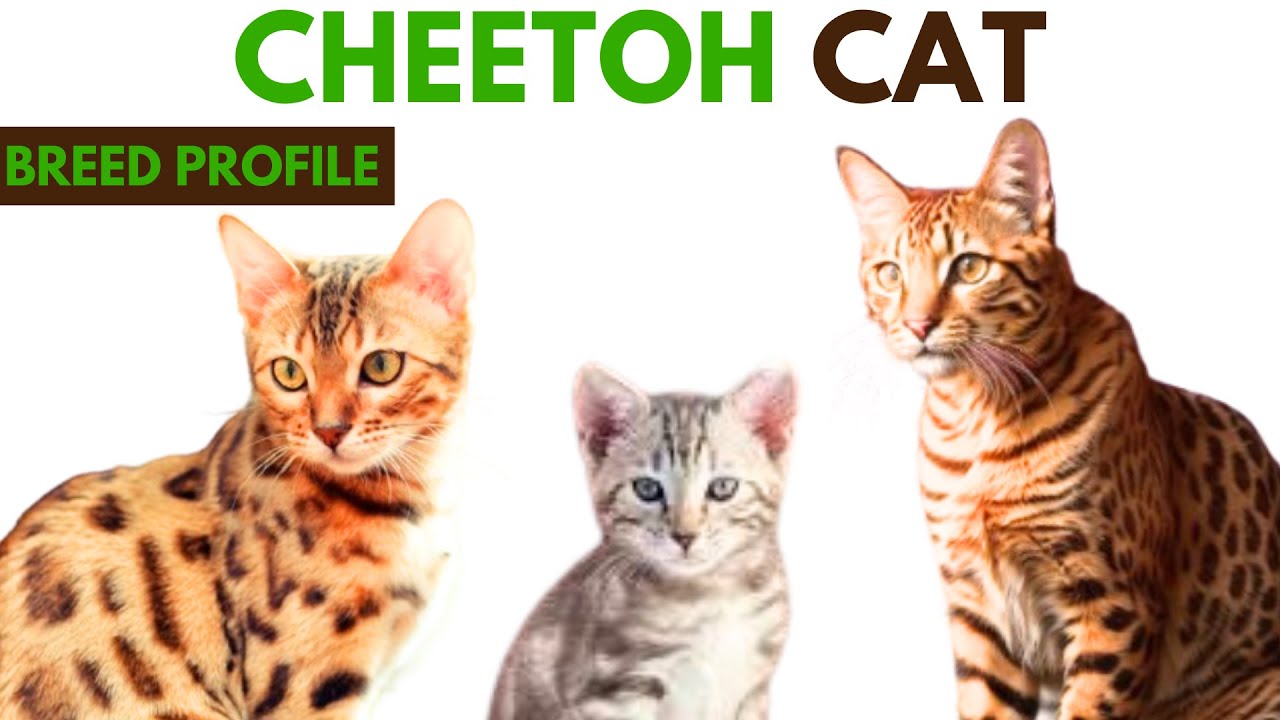 Cheetoh Cat Breed Profile History - Traits - Price - Cheetoh Grooming Needs - Lifespan