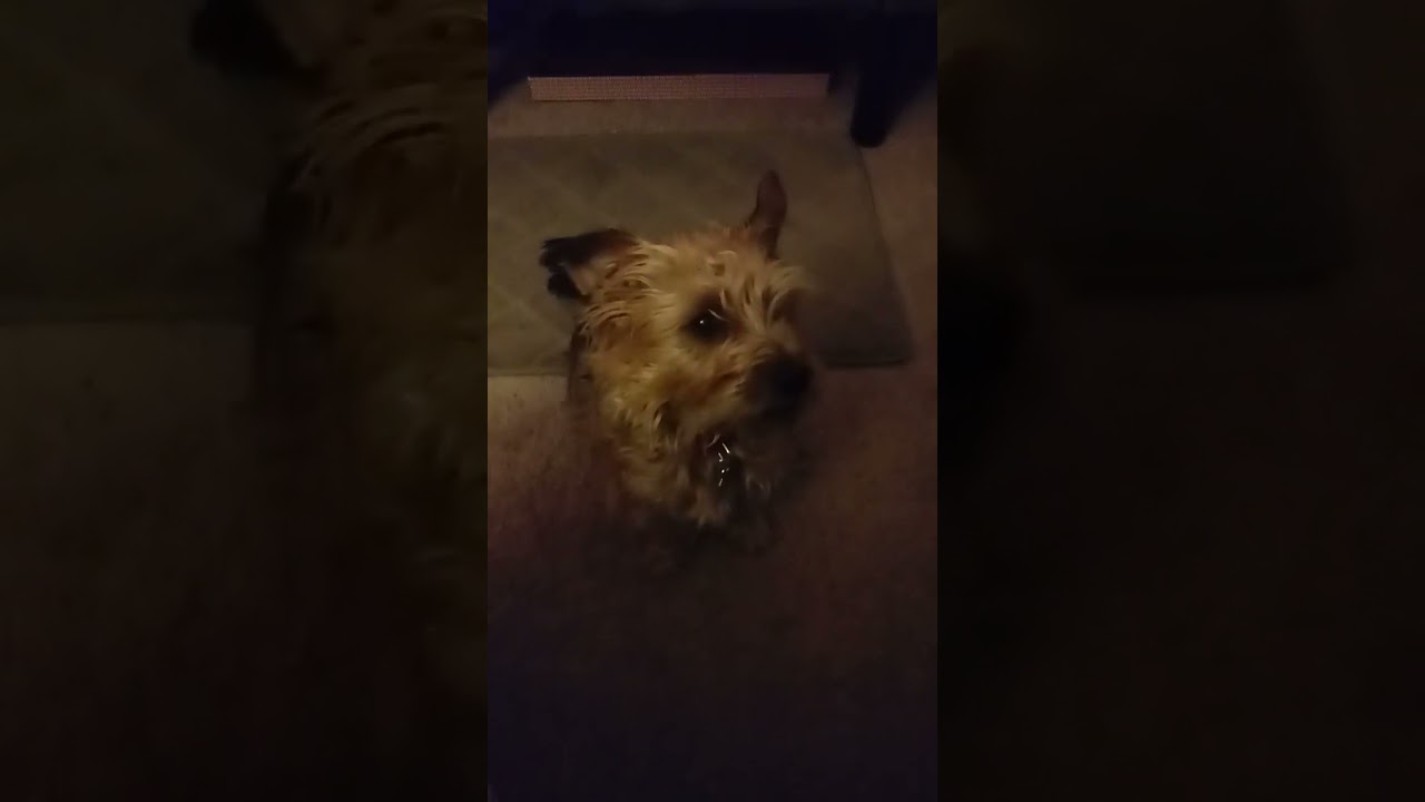 Chewey wants on my computer LOL