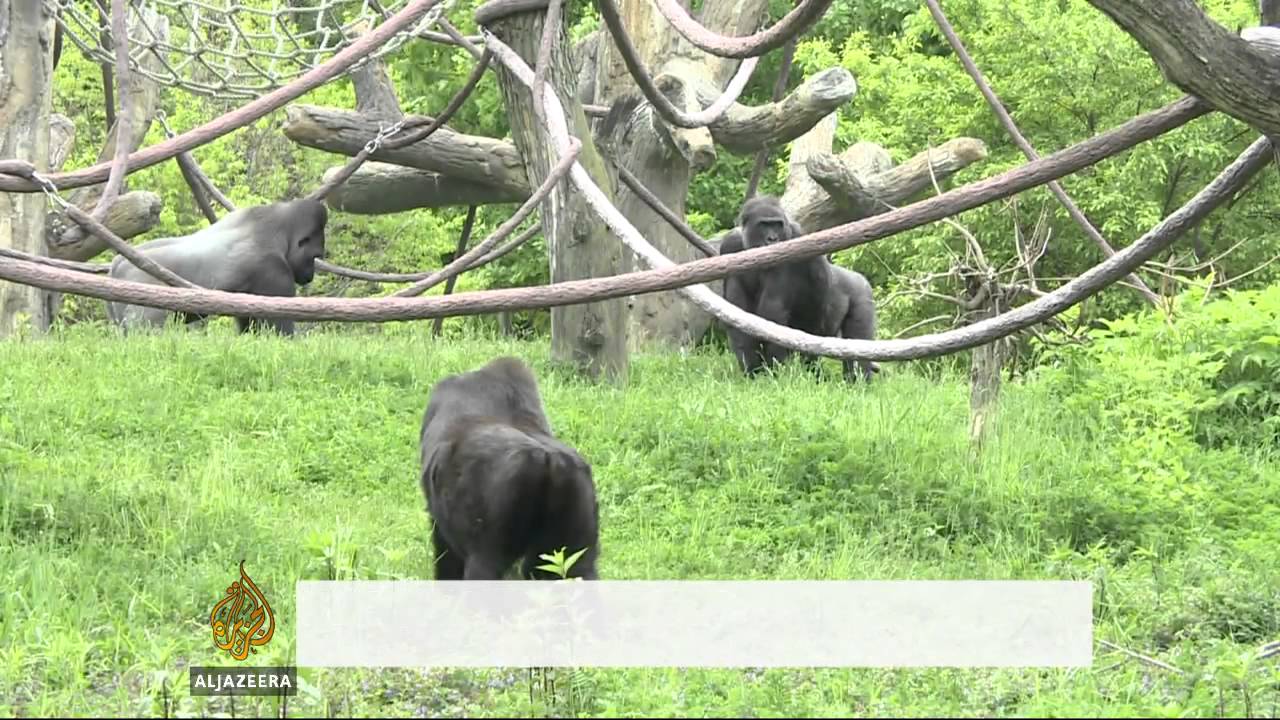 Chicago zoo creates gorilla-blood database