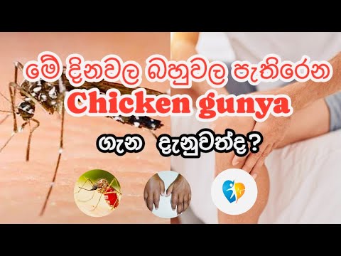 Chicken gunya | බහුල්ව පැතිරෙන චිකන් ගුන්යා රෝගය ගැන | health tips sinhala
