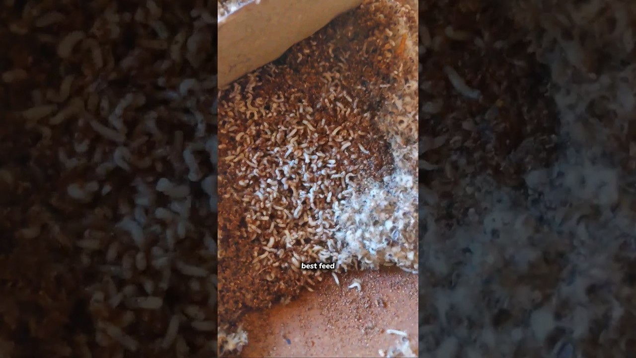 Chicks Homemade feed #birds #aseel #youtubeshorts #healthydiet #aseels
