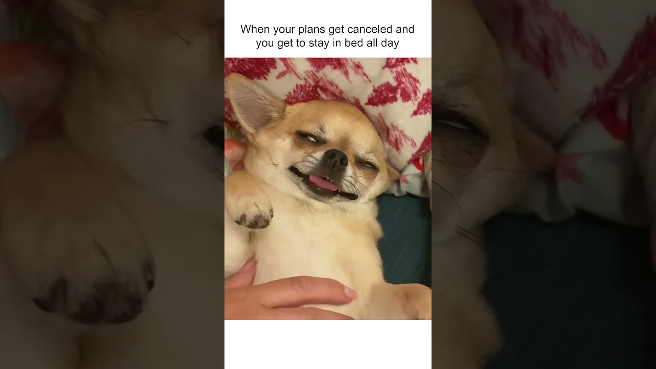 Chihuahua Makes Hilarious Face Because Of Belly Rubs