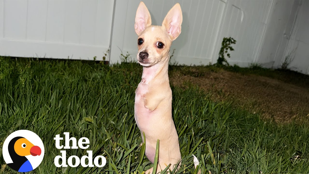 Chihuahua With Two Legs Is Unstoppable | The Dodo
