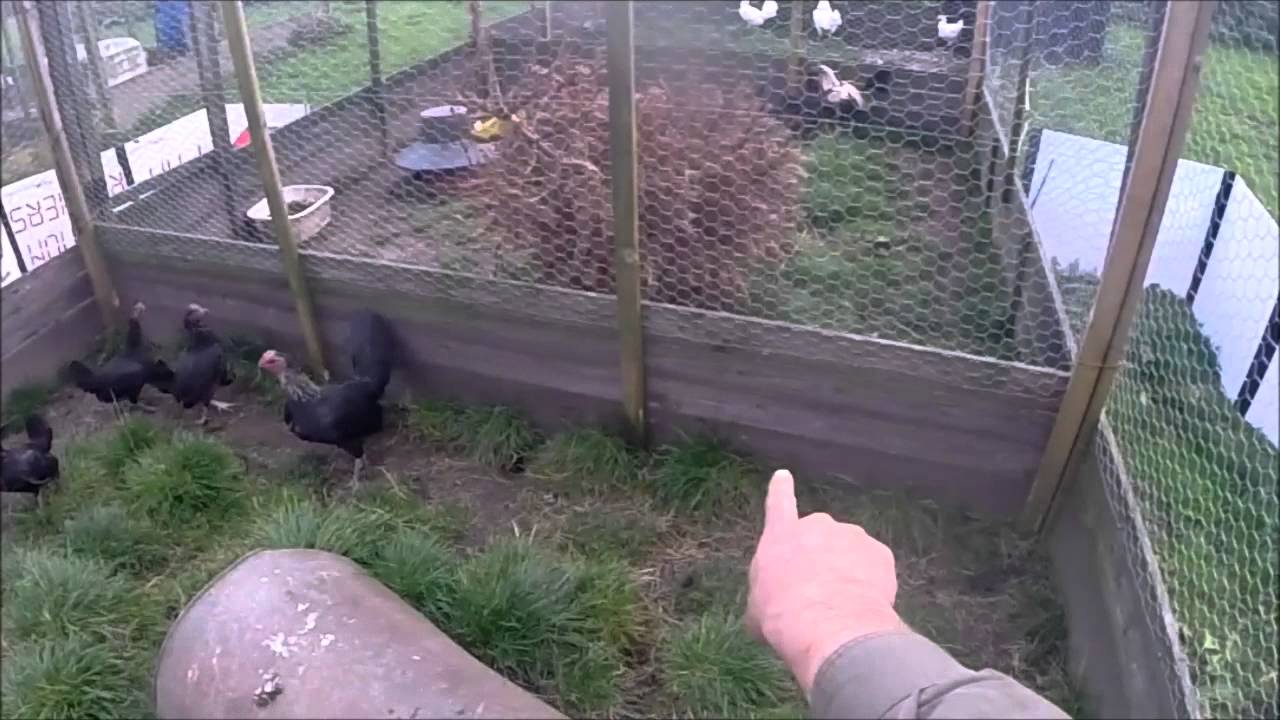 Chihuahua x patterdales killing a rat.