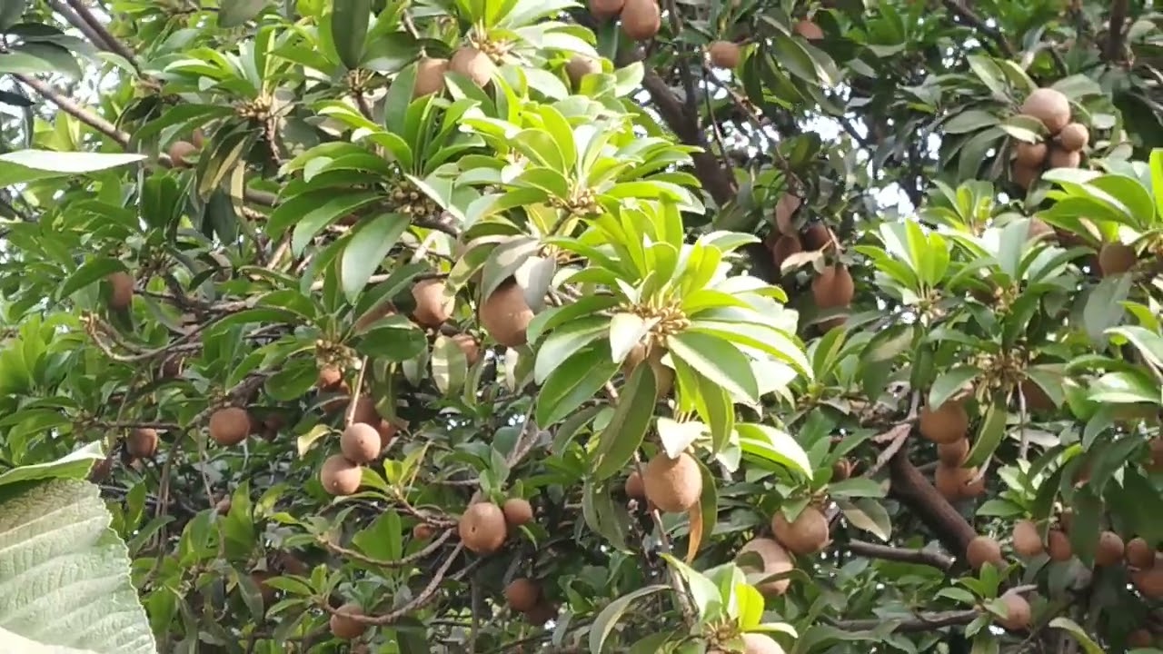chiku Fruit with big tree
