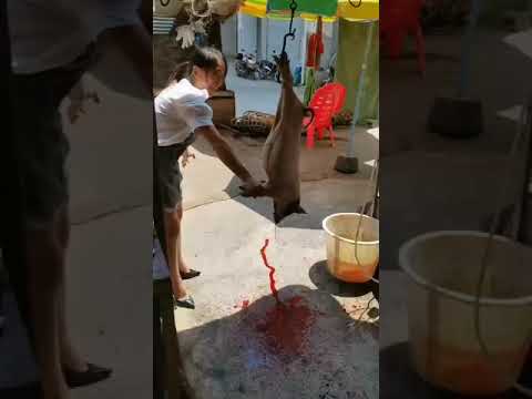 Chinese beautiful girl kill pig