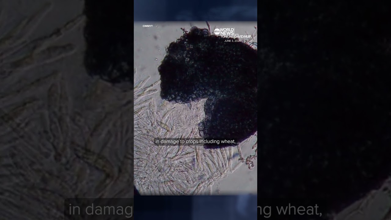 Chinese nationals charged with smuggling dangerous fungus pathogen into US, DOJ says