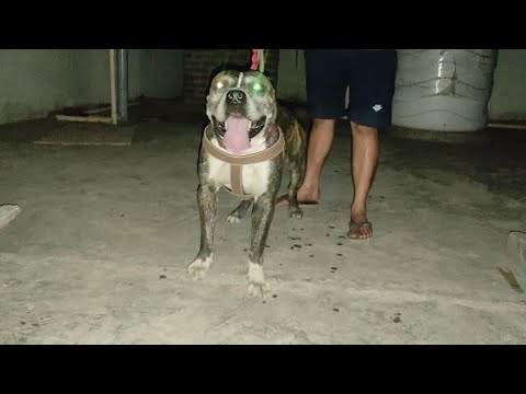 Ch..Khund [Scott Mafia Russia Import] line...pitbull...punjab.  4*4 group...|Official Pitbulls|
