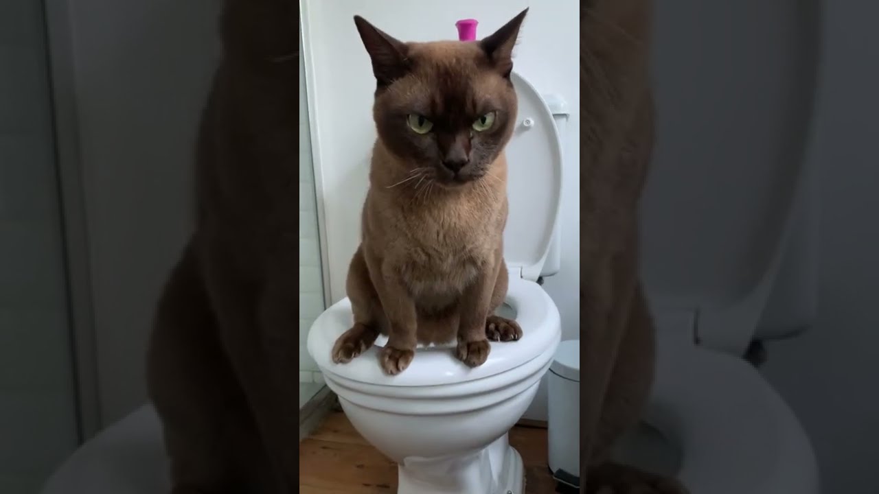 Chocolate Burmese Teaches Himself to Pee in the Toilet || ViralHog