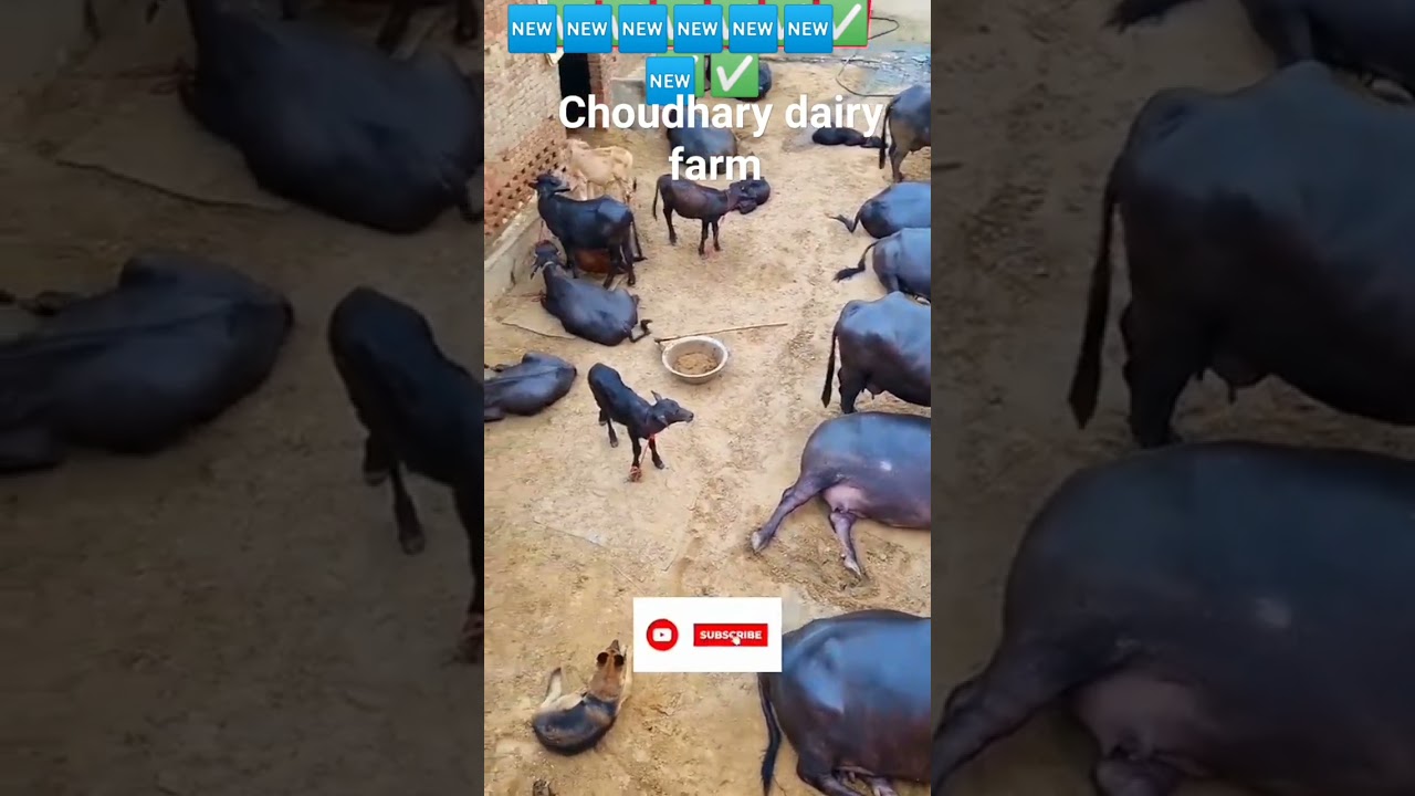 choudhary dairy farm