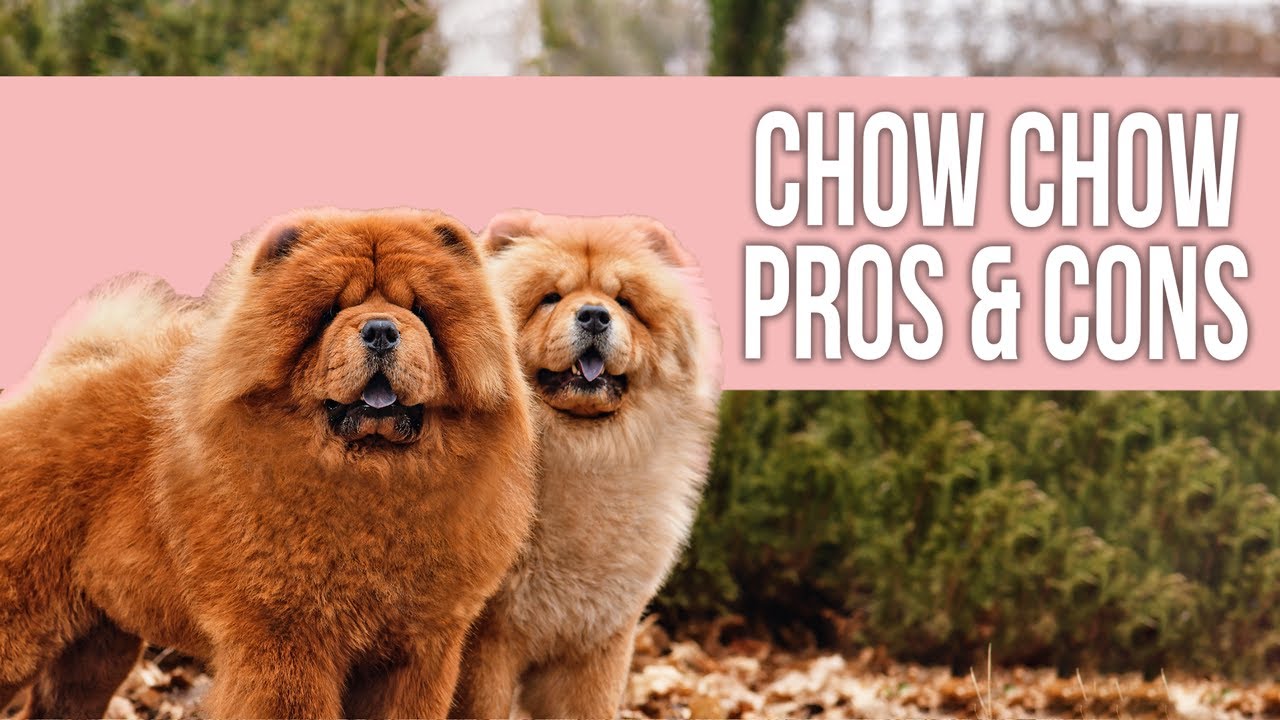 Chow Chow Pros And Cons That You Must Know