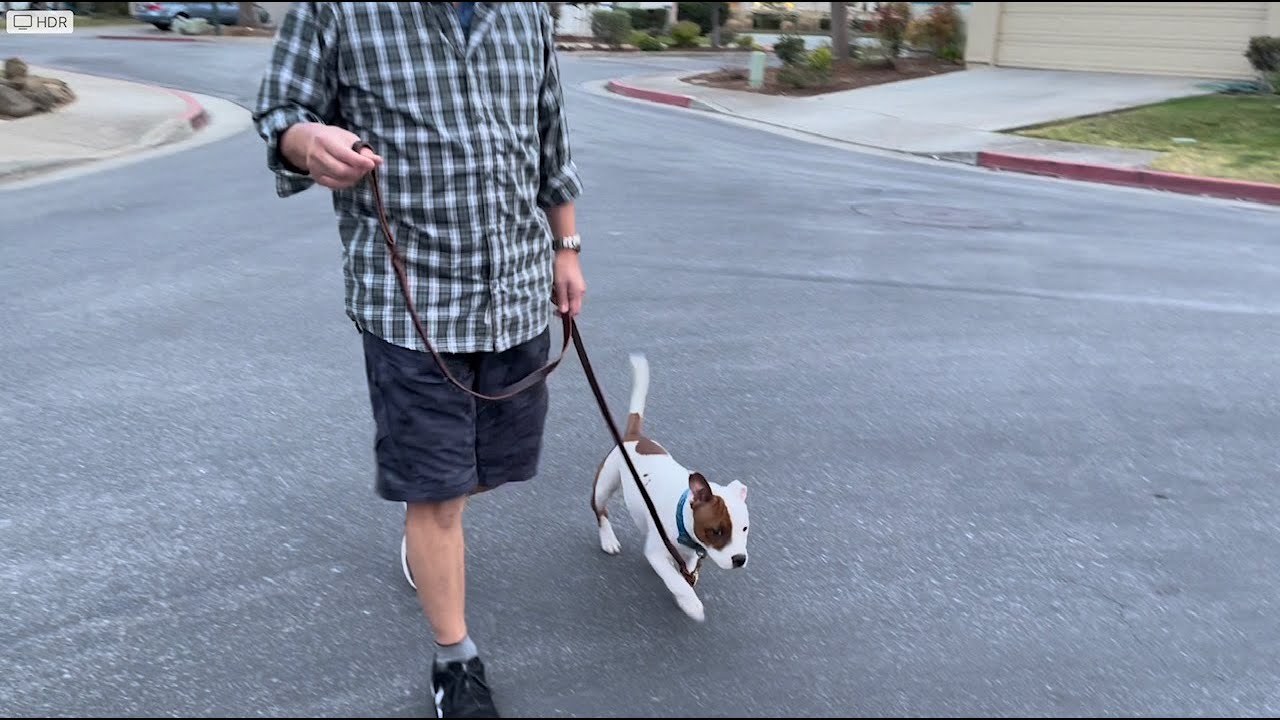 Chowder’s First Walk! (Staffordshire Bull Terrier)