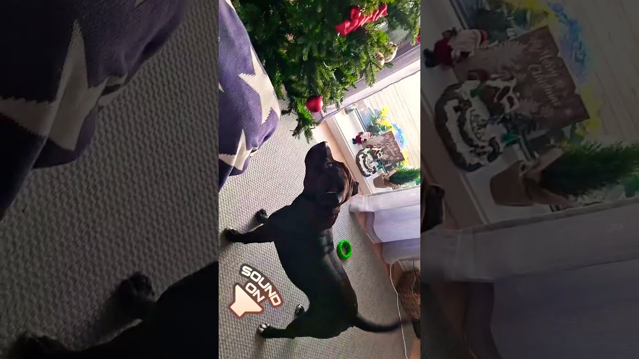 Christmas 🎄 tree vs Staffordshire Bull Terrier  #dogs #norway #staffordshirebullterrier