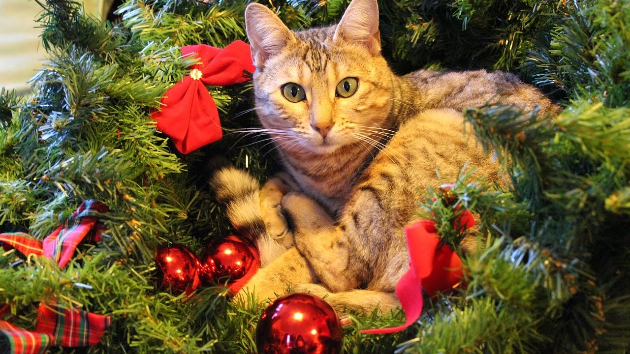 Christmas Kitty