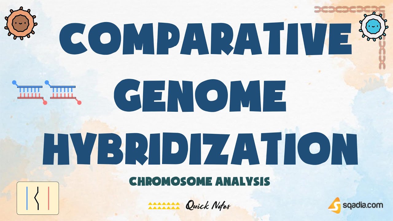 Chromosome Analysis - Comparative Genome Hybridization (CGH)