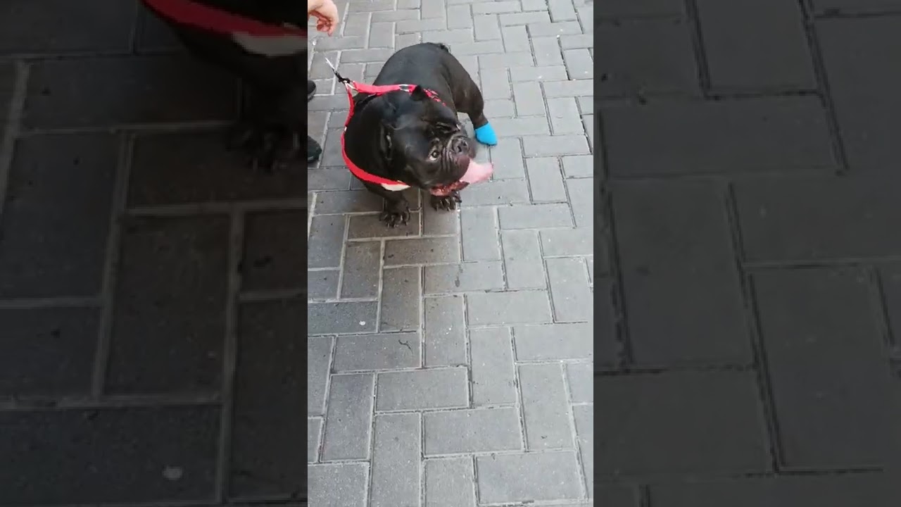 Chubby hot dog 🐶