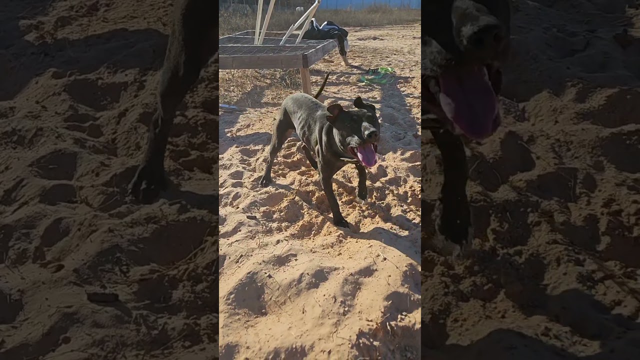 Chun-Li chinaman eli bloodline pitbull 6 months old