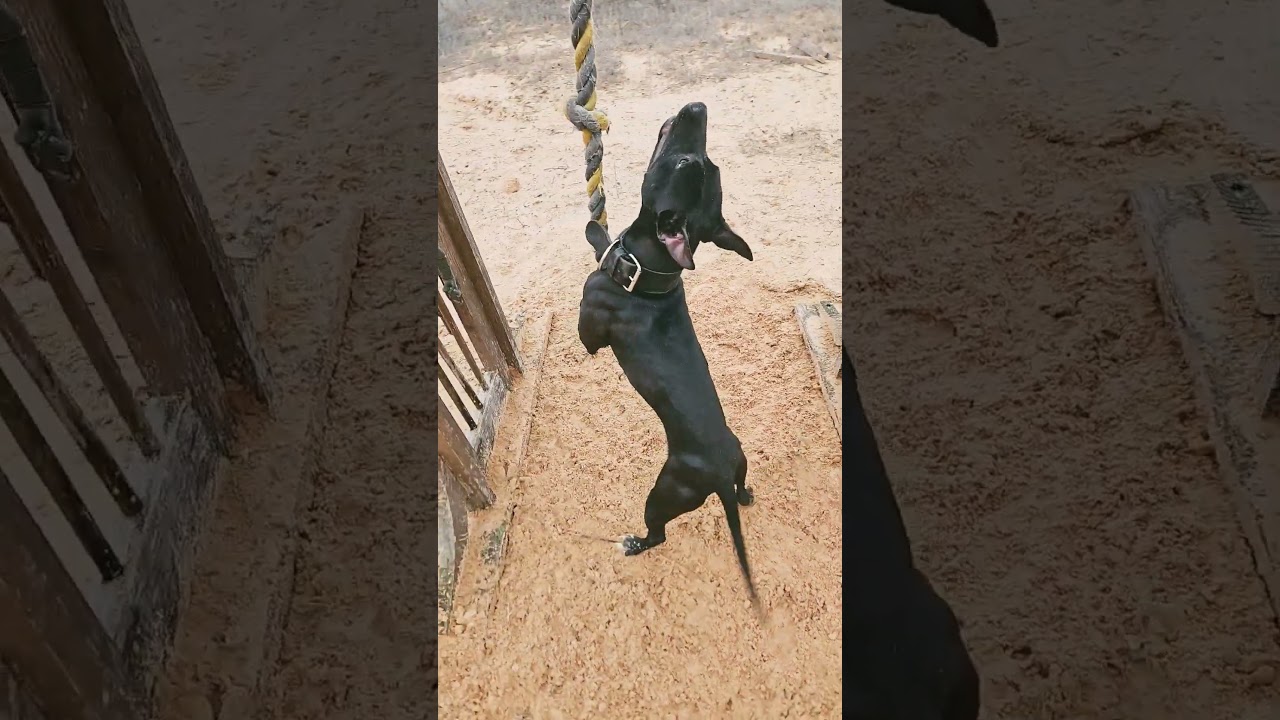 Chun-Li showing some grappling skills. Pure bred pitbull
