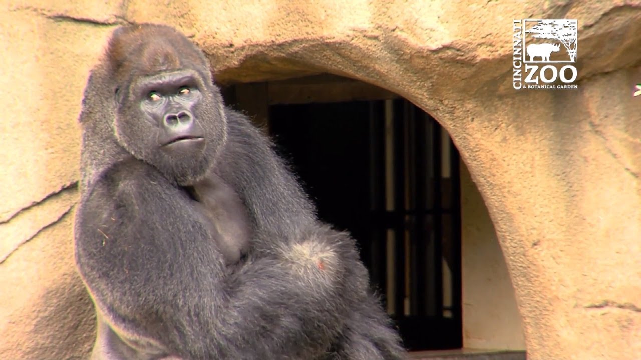 Cincinnati Zoo Welcomes New Gorilla A Year After Harambe Was Killed