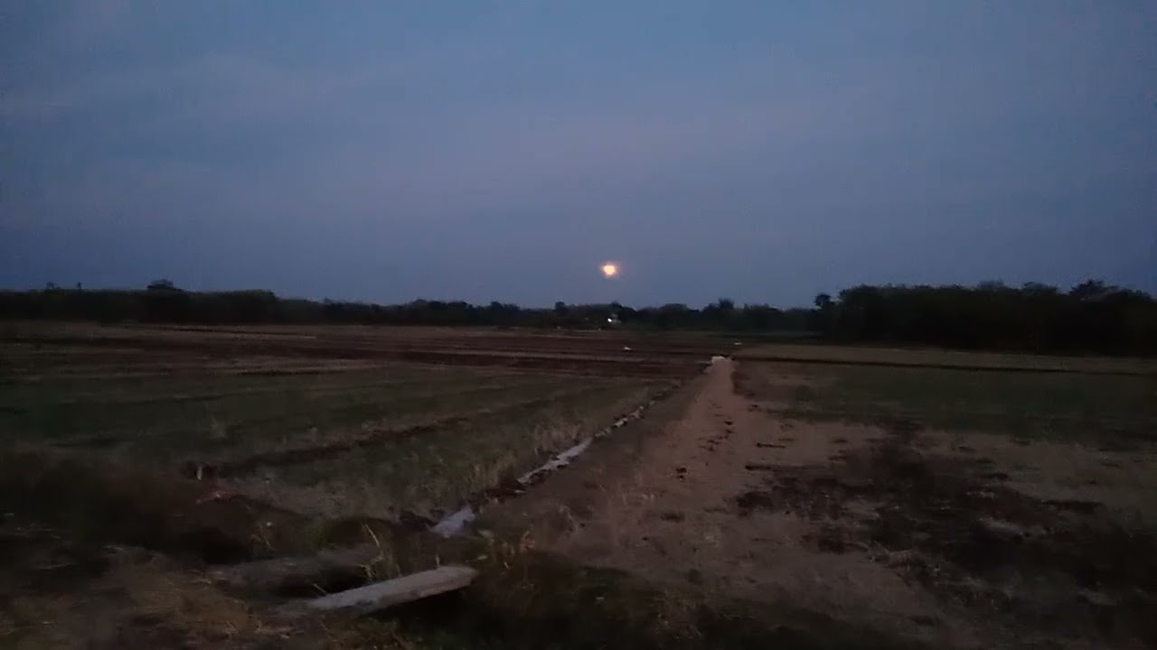 Cinematic Bulan sawah..💫.link Mediafire Bocil Tk &Ayah Di dogy style💫LINK DI KOMEN