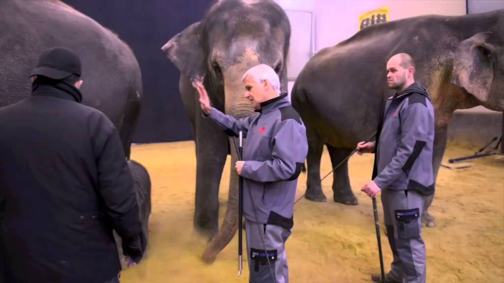 CIRCUS KNIE - Three Elephant generations in one picture