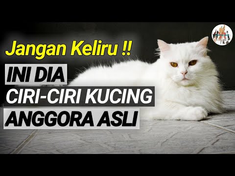 Ciri-ciri Kucing Anggora yang Asli