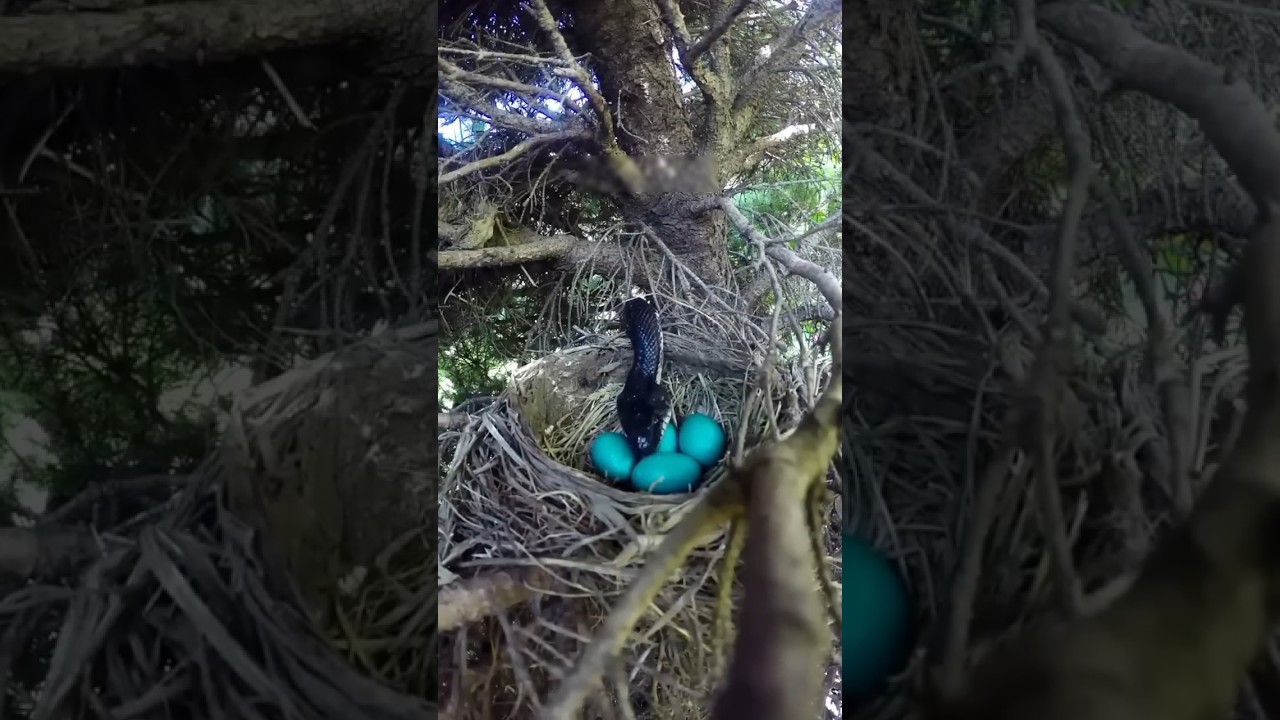 Clever Bird Fool Snake
