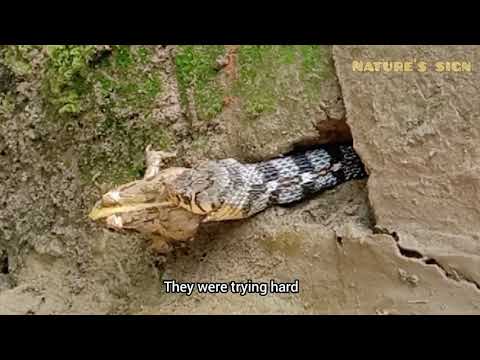 clever snake eat frog || part - 1 || @Naturessign
