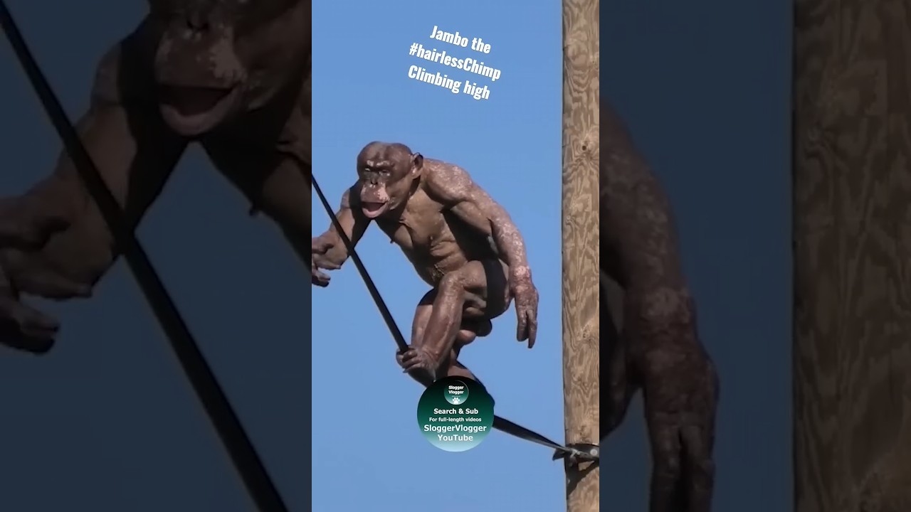 Climbing Jambo the #hairlessChimp #shorts