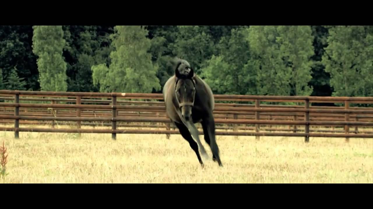 Clip - 