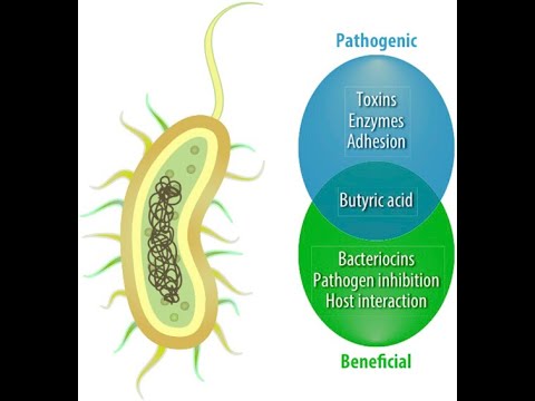 Clostridium Butyricum ; Classification, Description, Significance, Clinical Application
