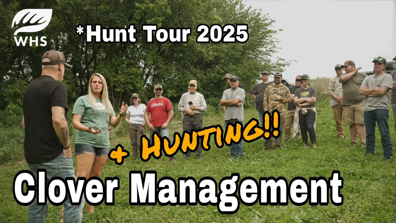 Clover Hunting Plot Management and Hunting Tips | Habitat Tour 25