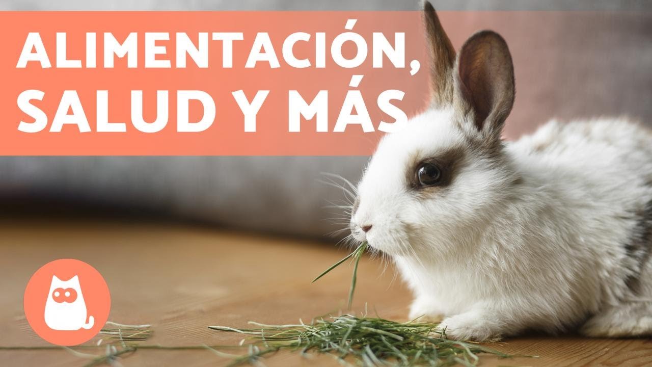 ¿Cómo CUIDAR UN CONEJO? 🐰 ¡Guía Completa de CUIDADOS DEL CONEJO!
