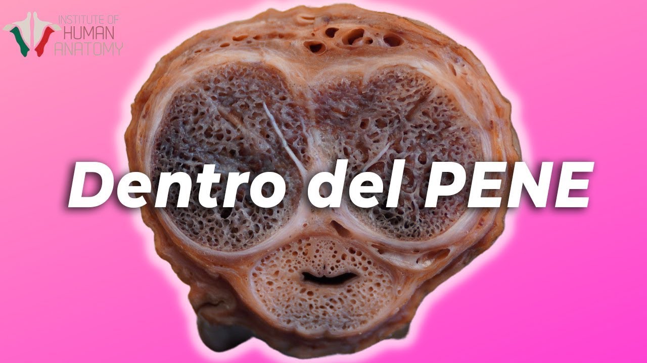 ¿Cómo funcionan las erecciones?