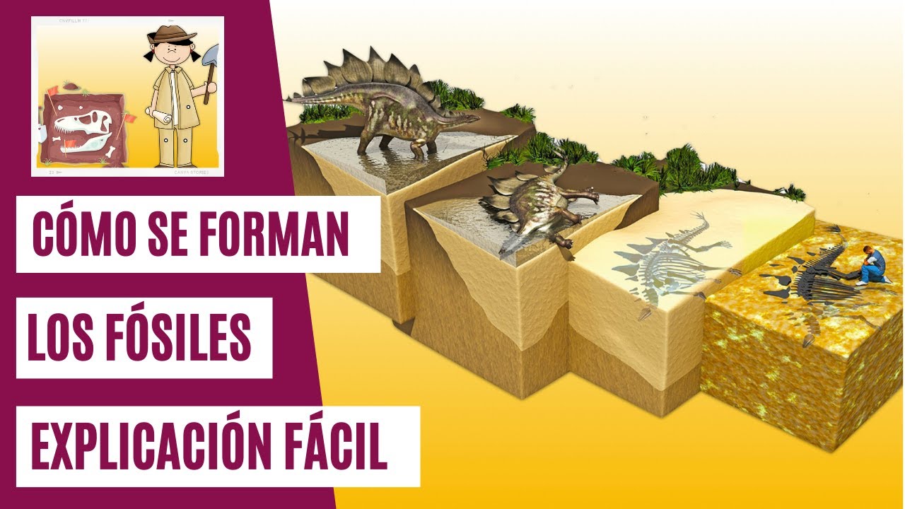 ¿Cómo se forman los fósiles? | EXPLICACIÓN FÁCIL PARA NIÑOS