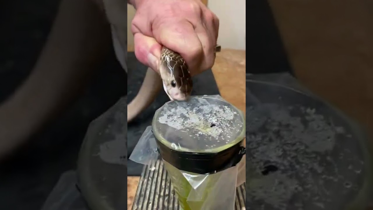 Cobra venom extraction