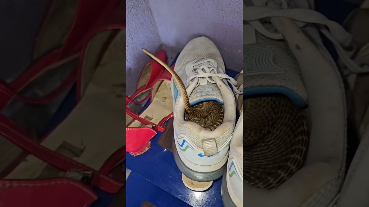 COBRAS DENTRO DE SAPATOS ‼️ UTILIDADE PÚBLICA #cobra #snake