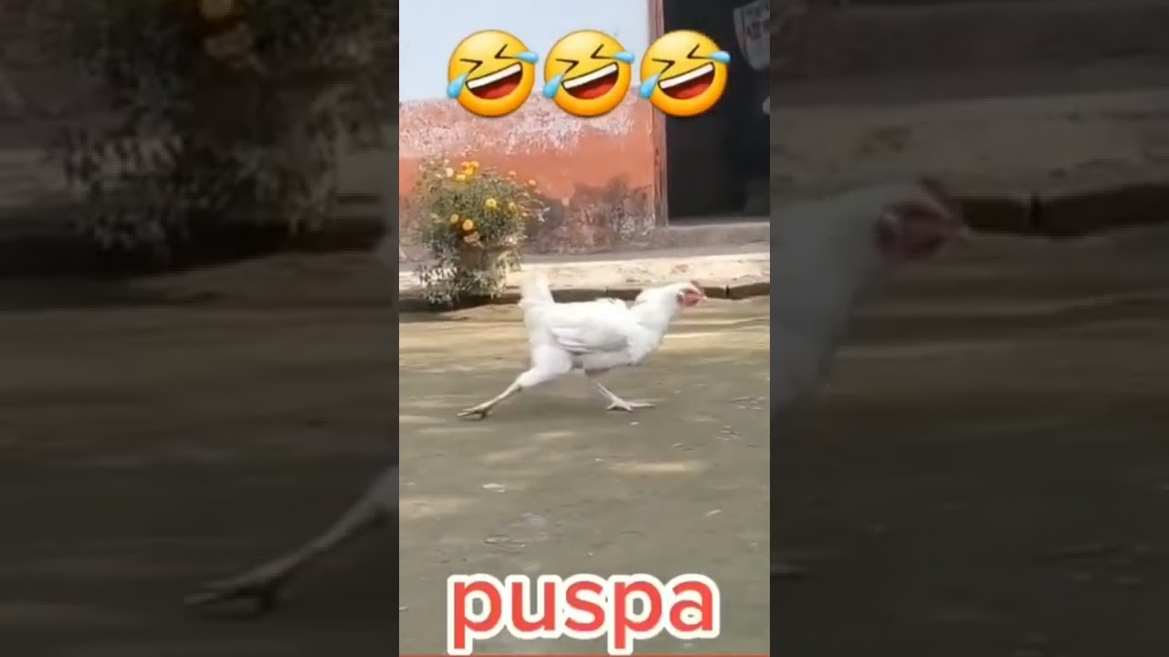 cock hero
