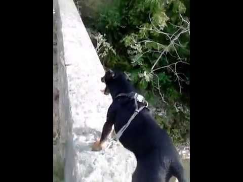 Coco le Jagd terrier: la promenade sur le petit pont....