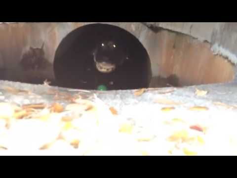 Cocodrilo en alcantarilla
