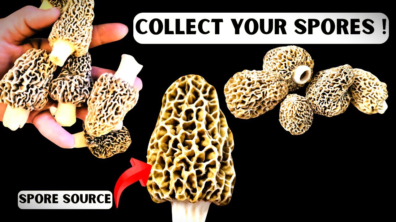 Collect Morel Spores from Real Wild Mushrooms | Easy Method for Beginners